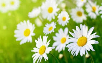 Sống trọn vẹn với thực tại để chuyển hóa